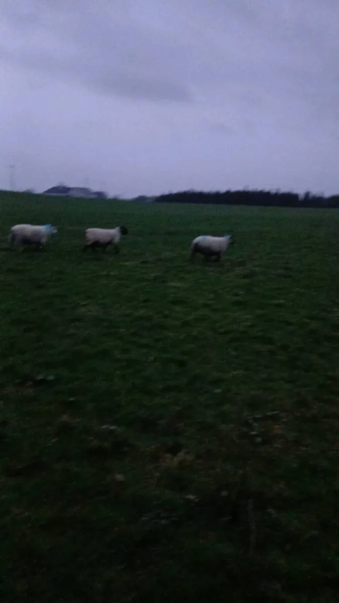 30 mostly hoggets for sale. - Image 4