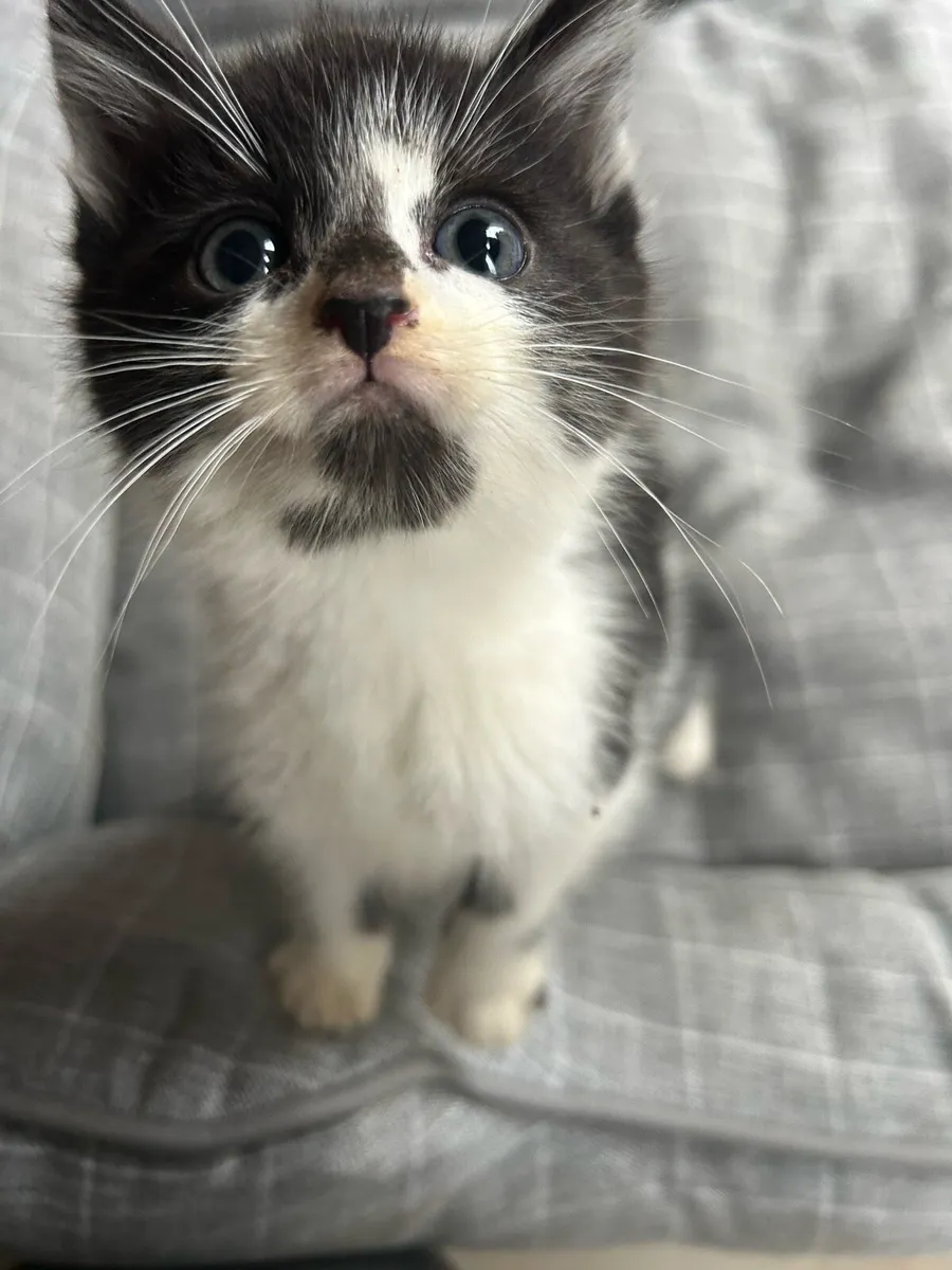 Gorgeous Fluffy Kittens - Image 1