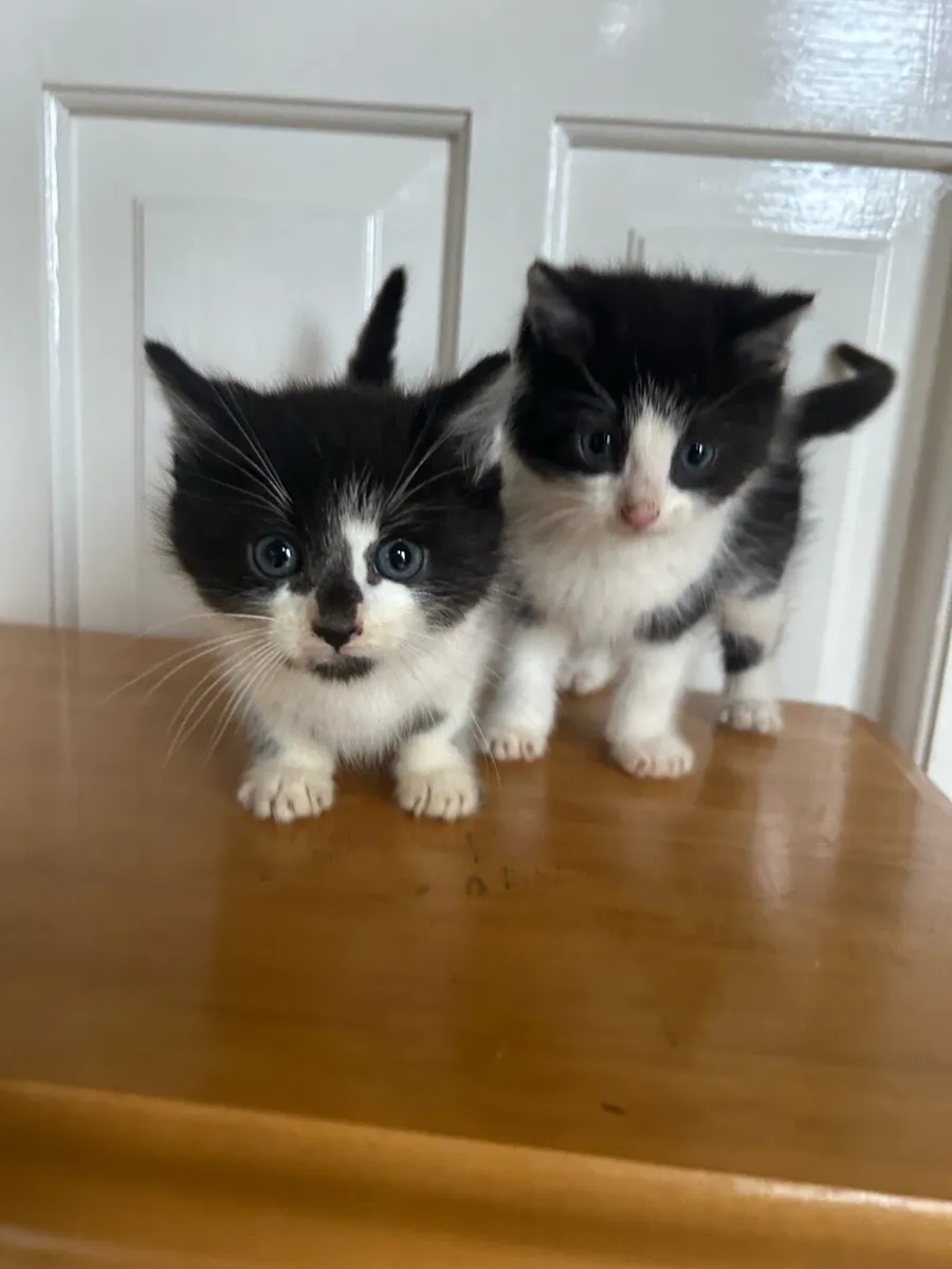 Gorgeous Fluffy Kittens - Image 2