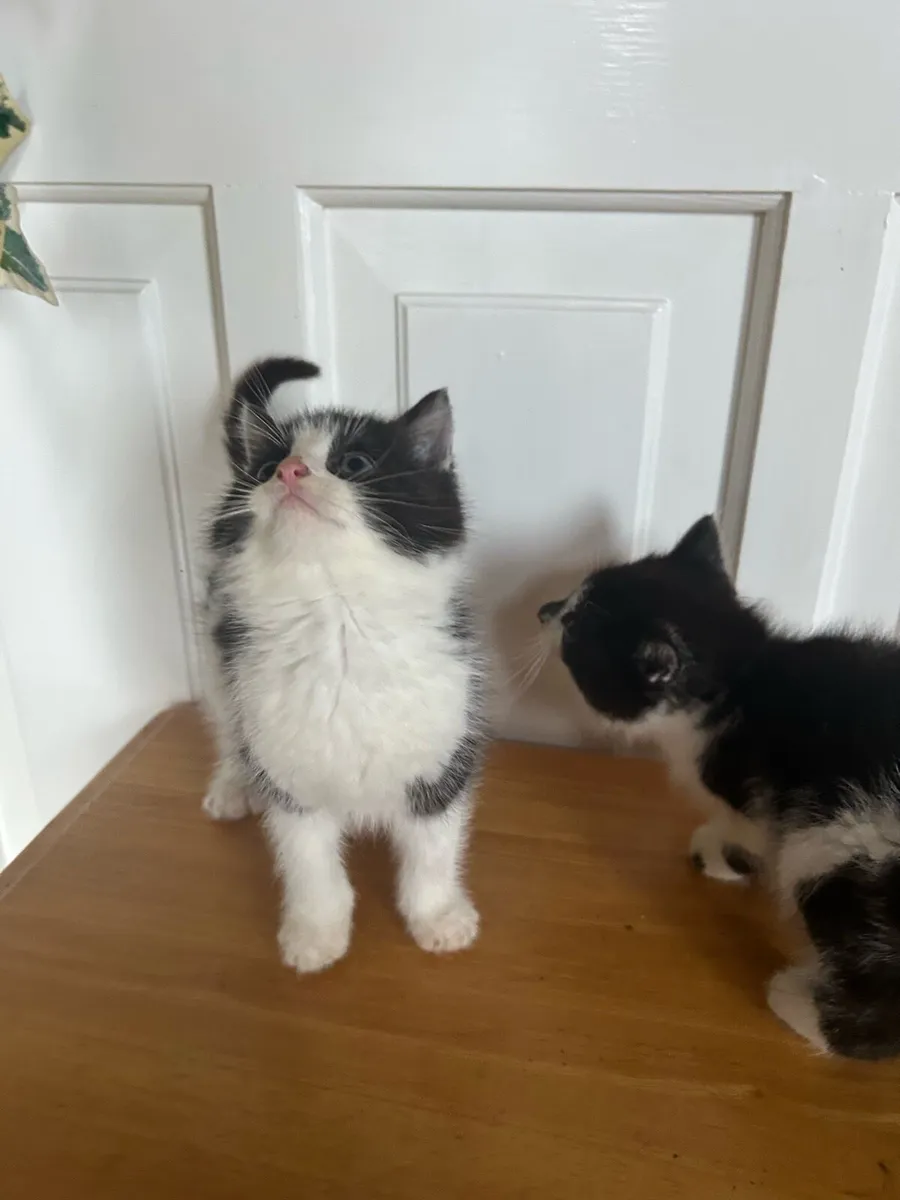 Gorgeous Fluffy Kittens - Image 3