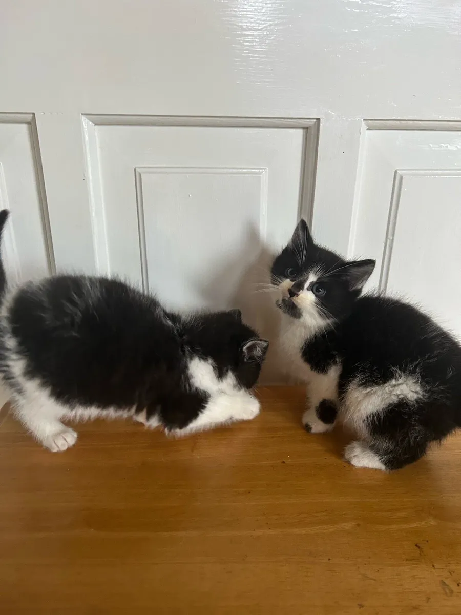 Gorgeous Fluffy Kittens - Image 4