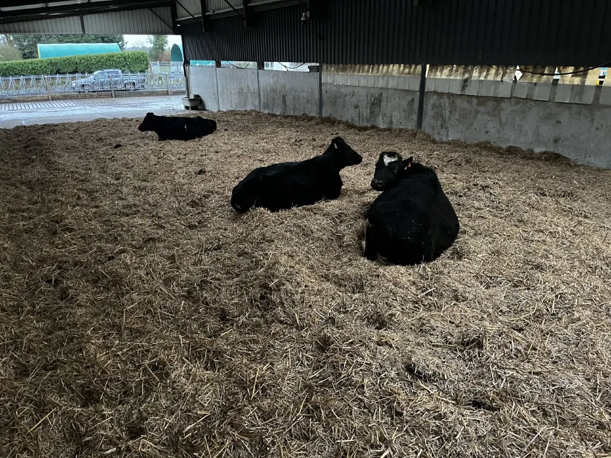 Dri-Bed Animal Bedding - Image 2