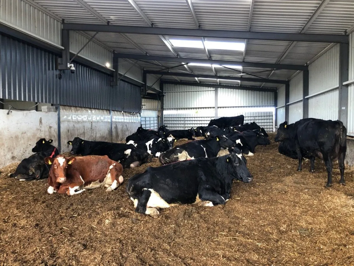 Dri-Bed Animal Bedding - Image 1