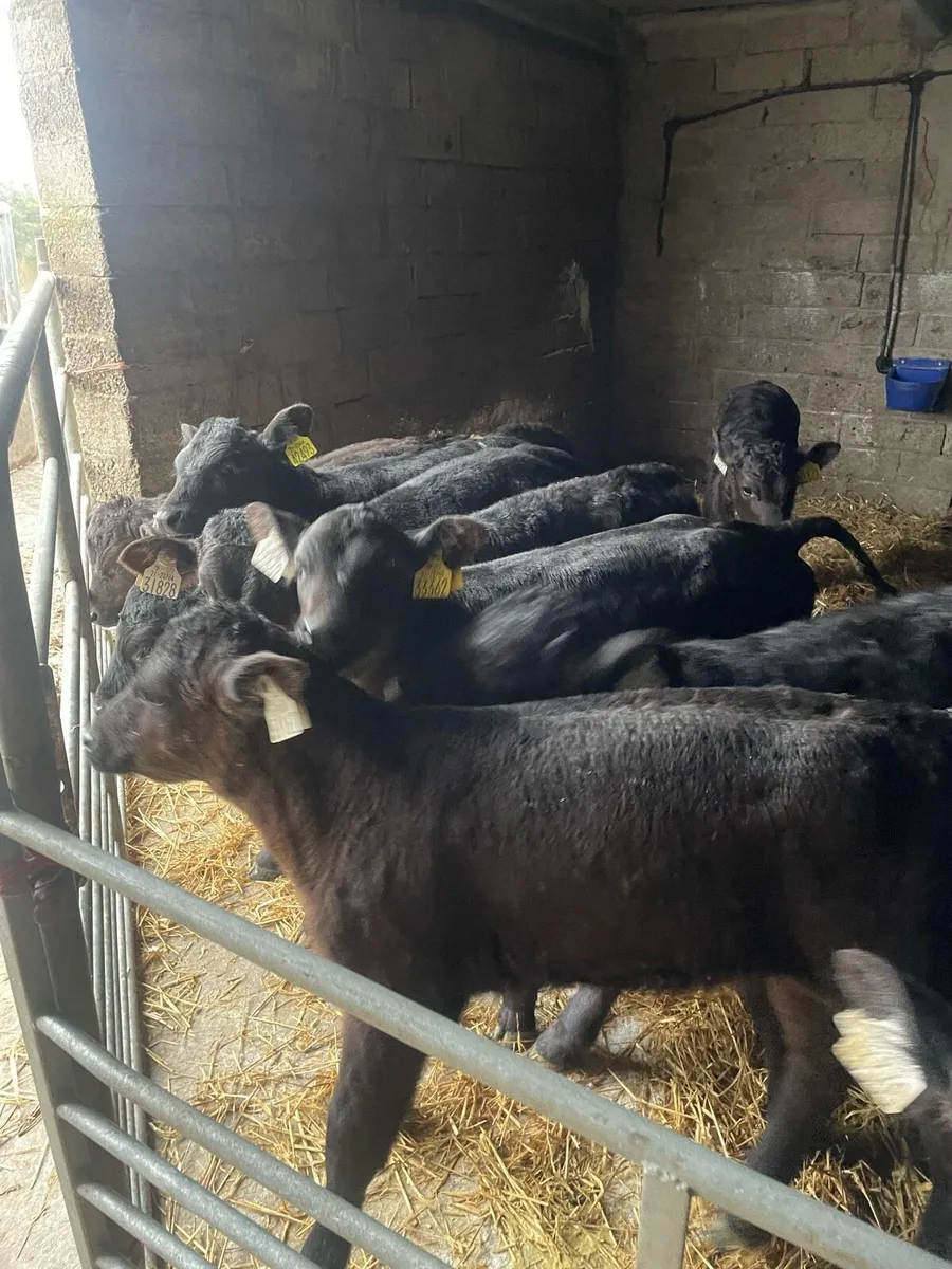 18 Angus heifer calves - Image 2