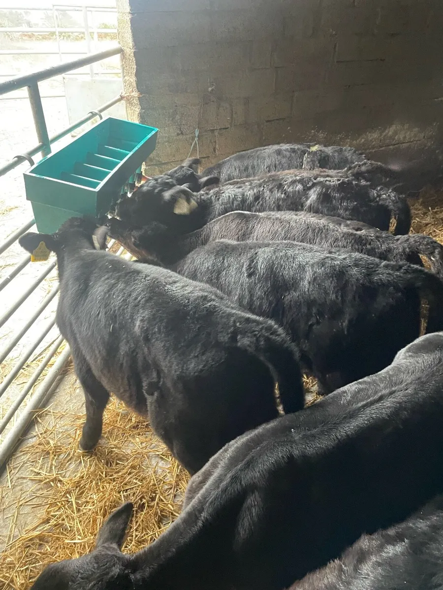 18 Angus heifer calves - Image 4