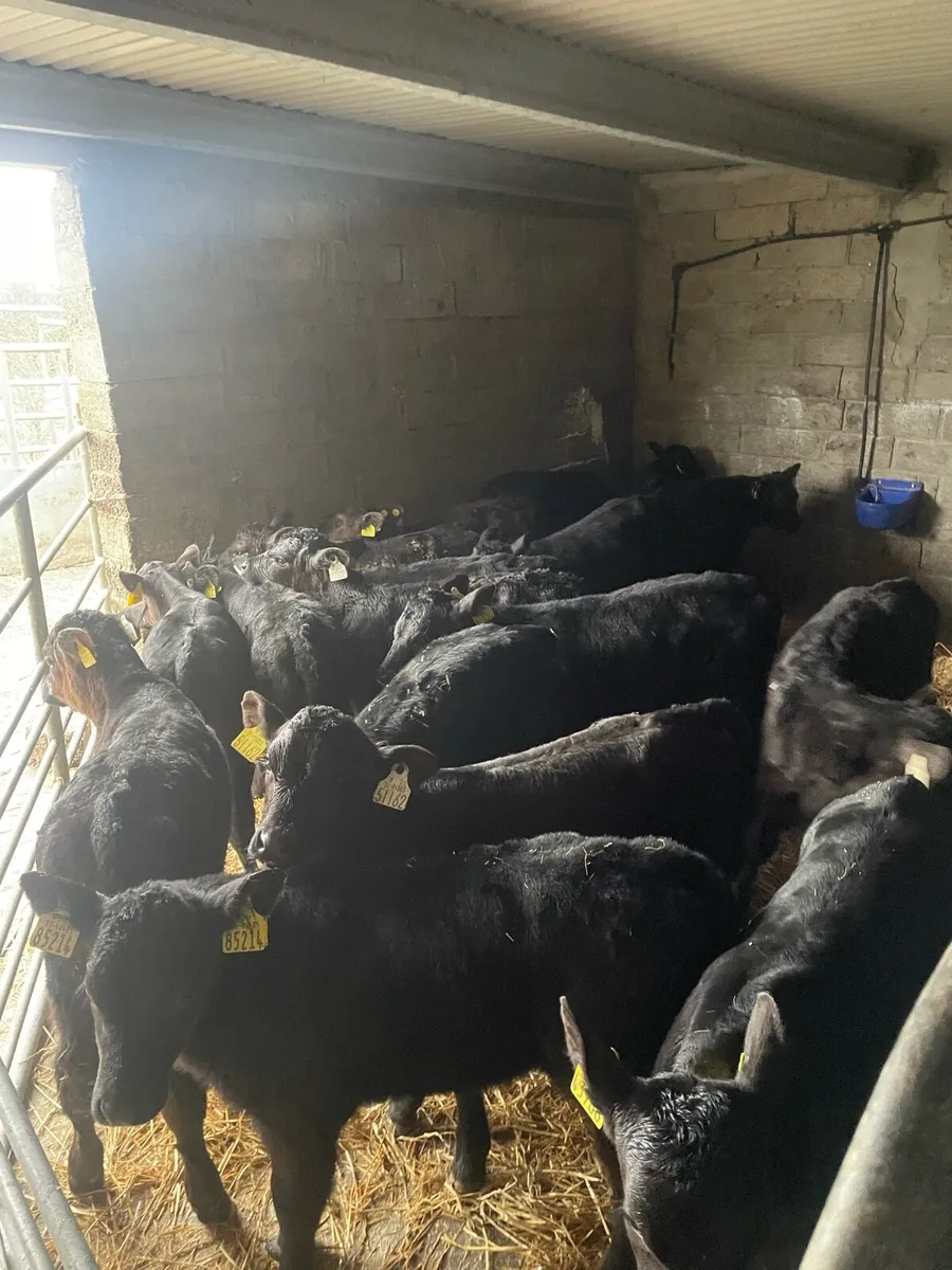 18 Angus heifer calves - Image 1