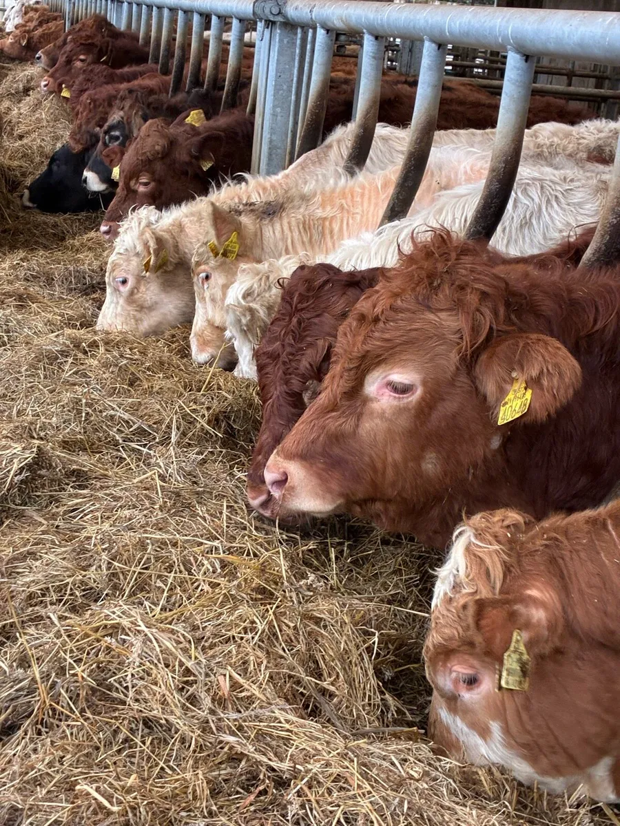 SUPER QUALITY LIM/CH BULLOCKS WEANLINGS 320KG - Image 1