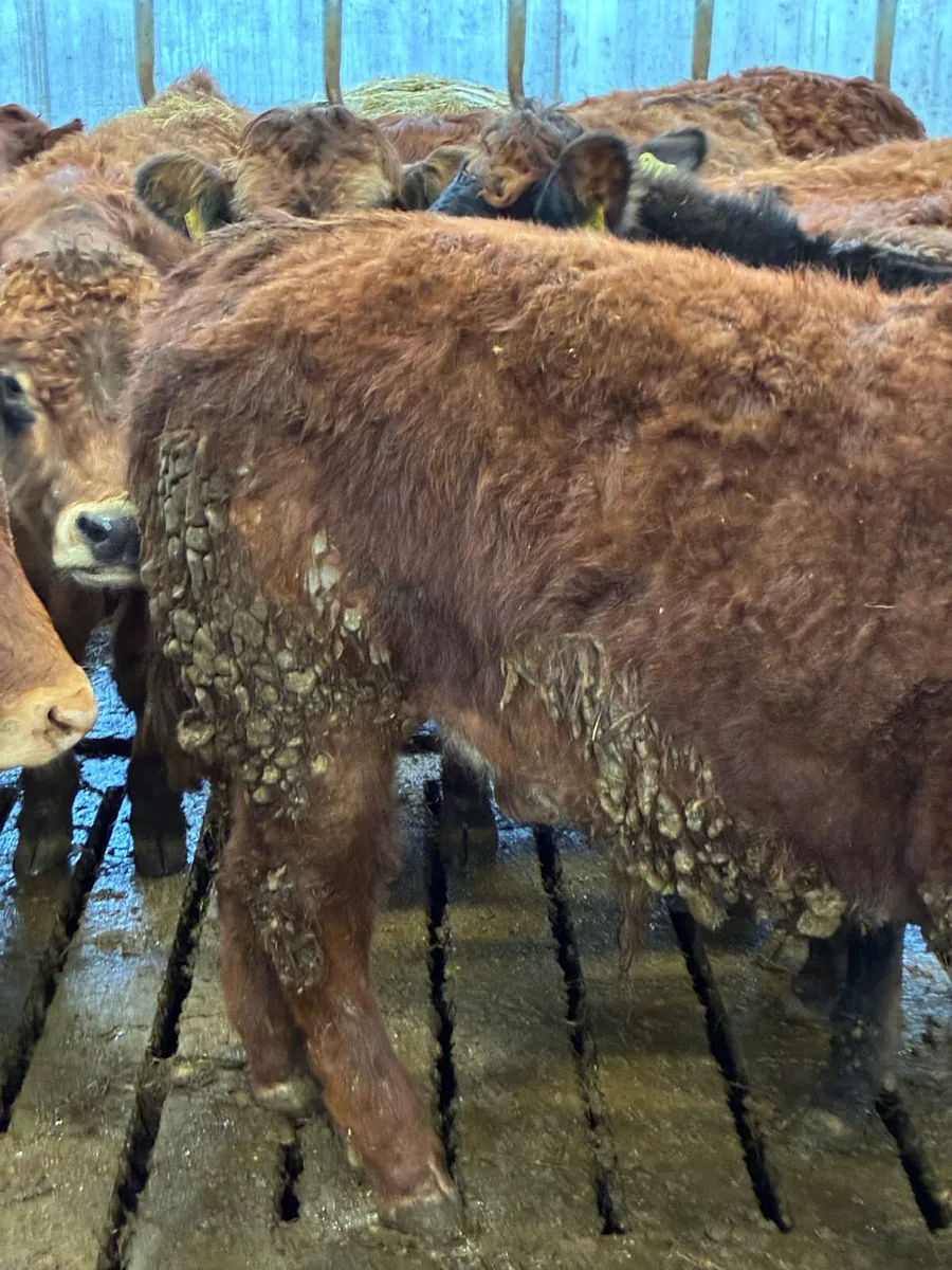 SUPER QUALITY LIM/CH BULLOCKS WEANLINGS 320KG - Image 2