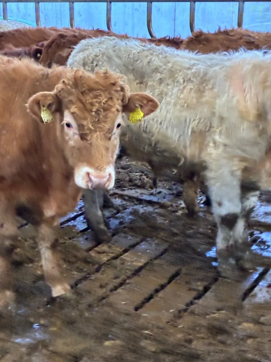 SUPER QUALITY LIM/CH BULLOCKS WEANLINGS 320KG - Image 3