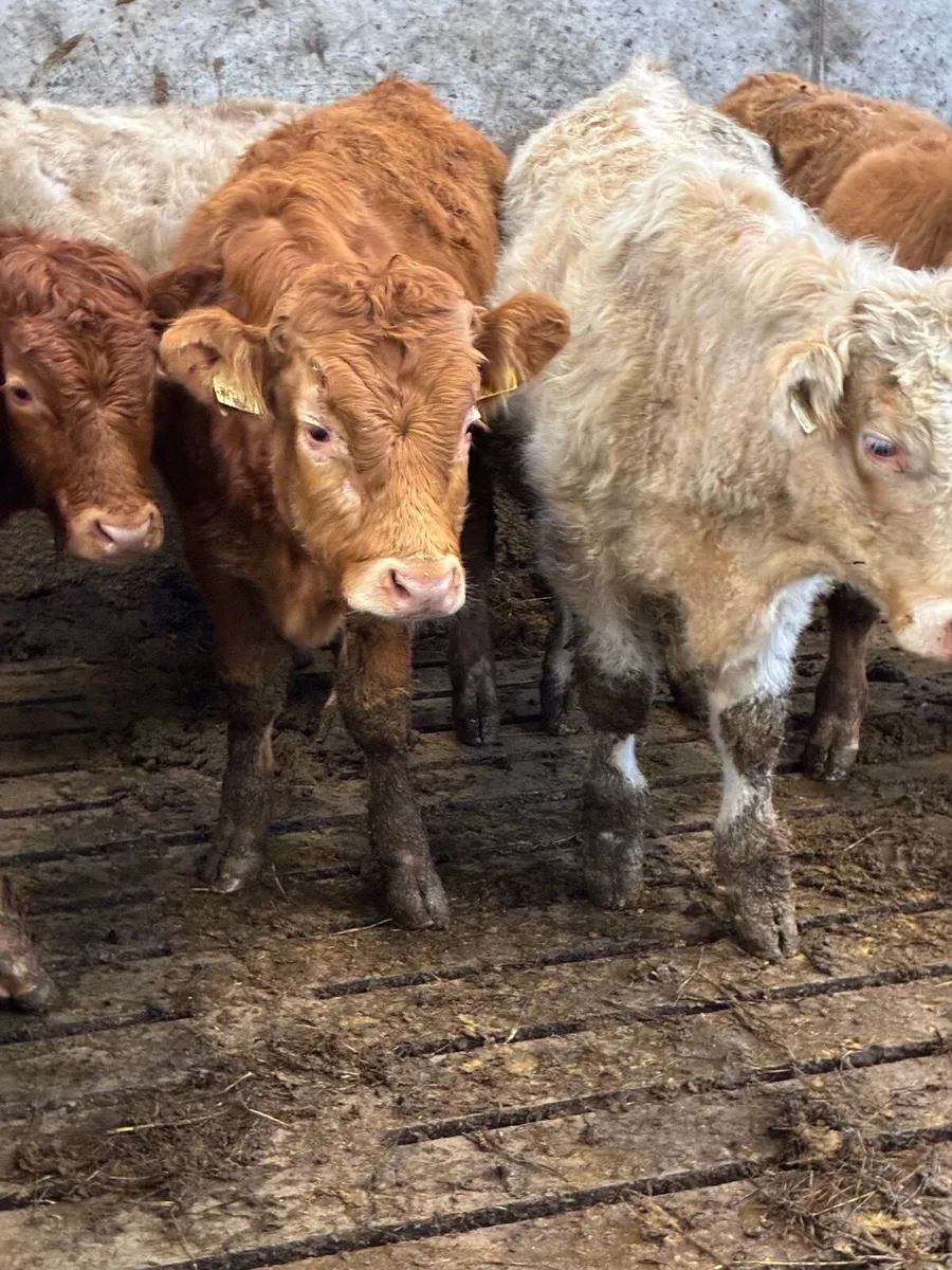 SUPER QUALITY LIM/CH BULL WEANLINGS 330KG - Image 2