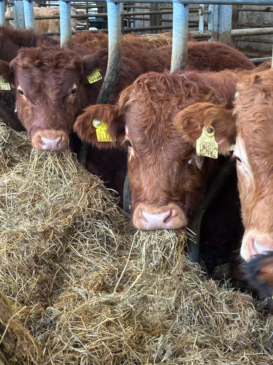 SUPER QUALITY LIM/CH BULLOCK WEANLINGS 320KG - Image 1