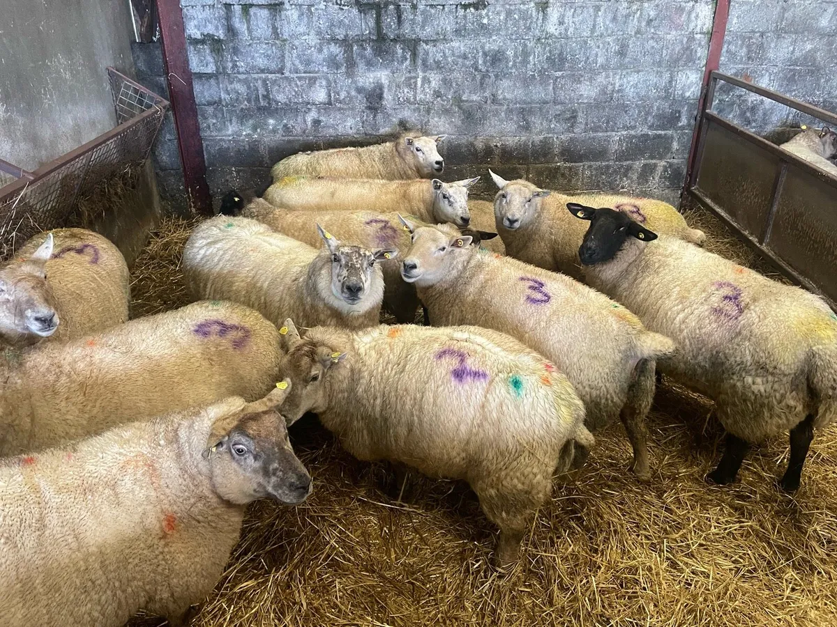 Ewes in lamb with triplets - Image 3