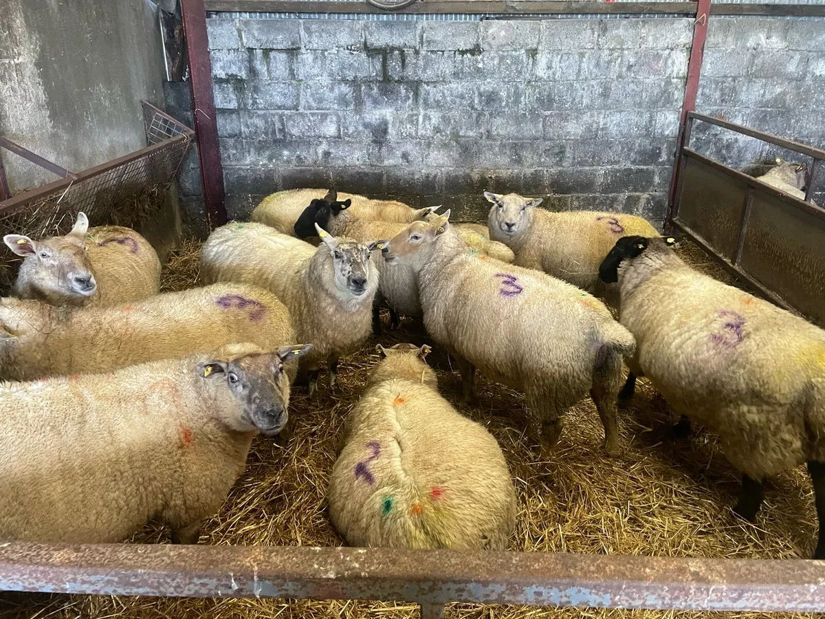 Ewes in lamb with triplets - Image 4