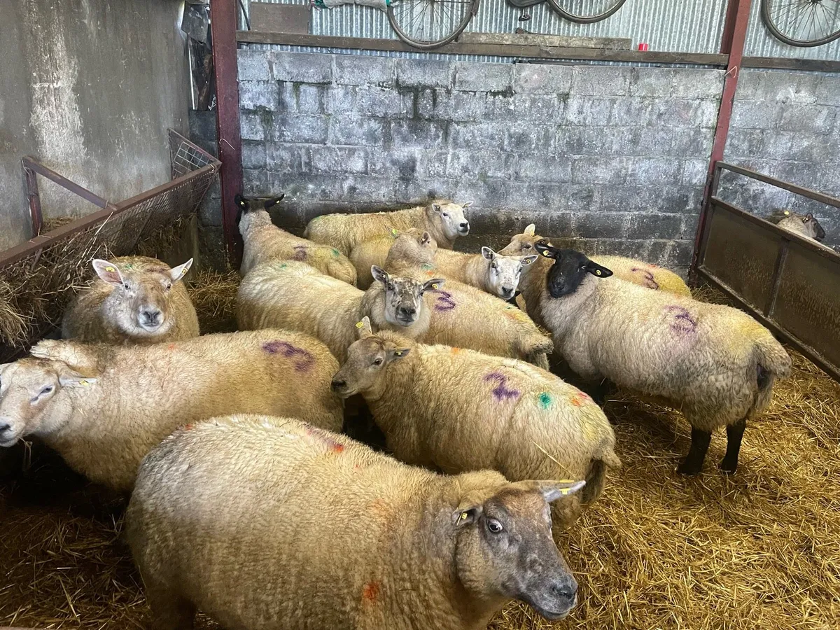 Ewes in lamb with triplets - Image 1