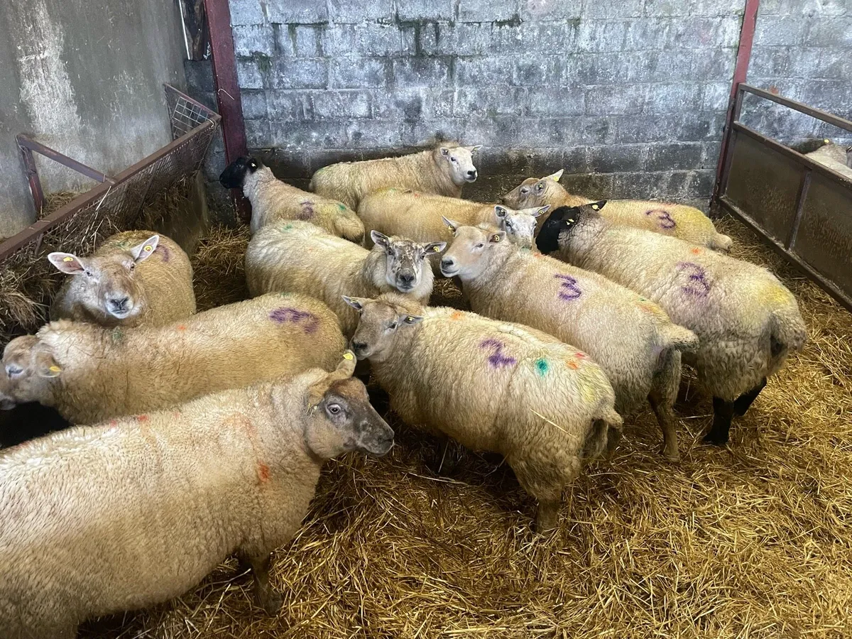 Ewes in lamb with triplets - Image 2