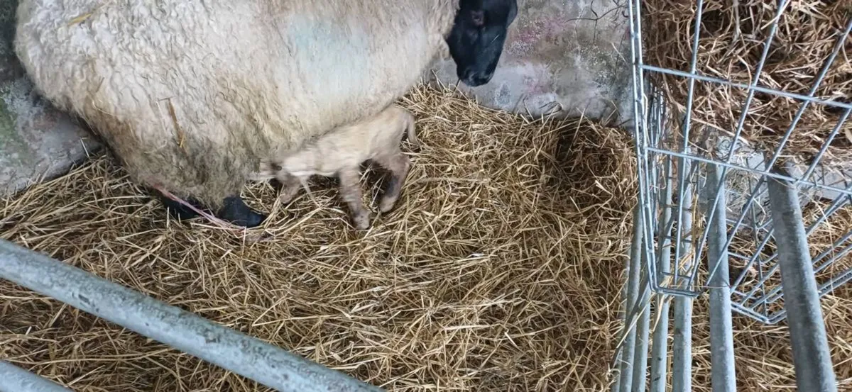 Pet lamb