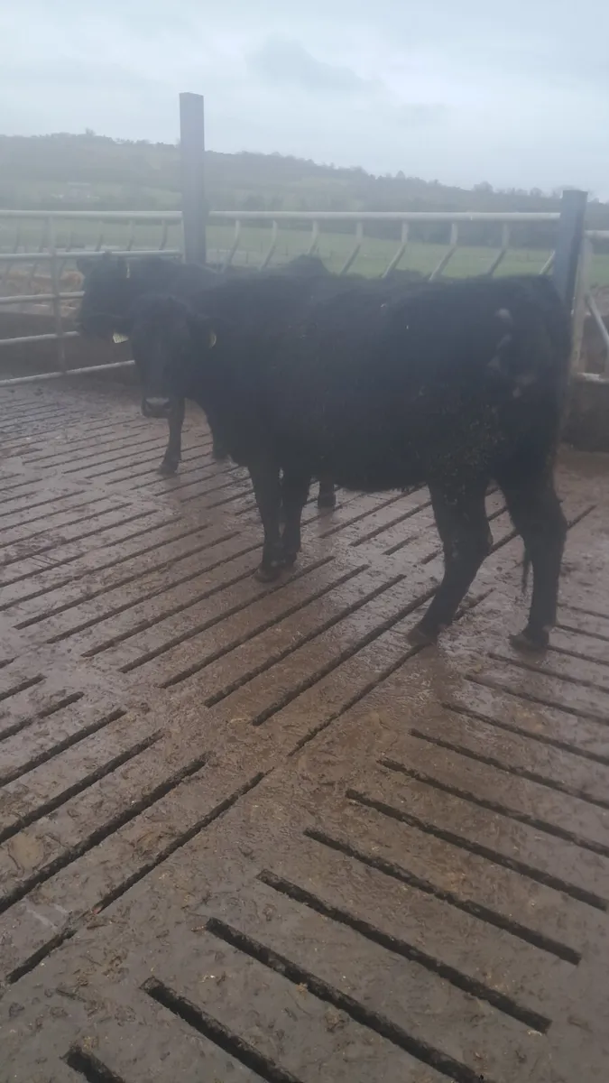 Incalf heifers - Image 3