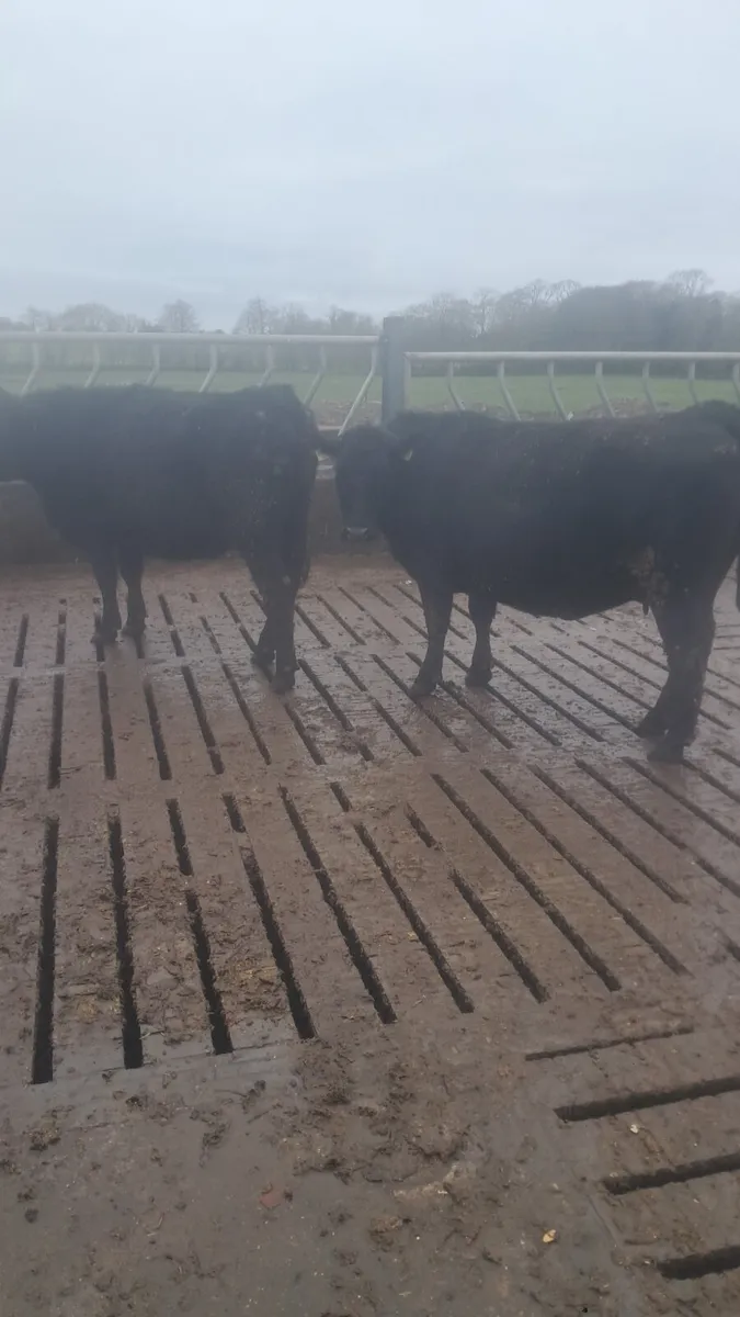 Incalf heifers - Image 4