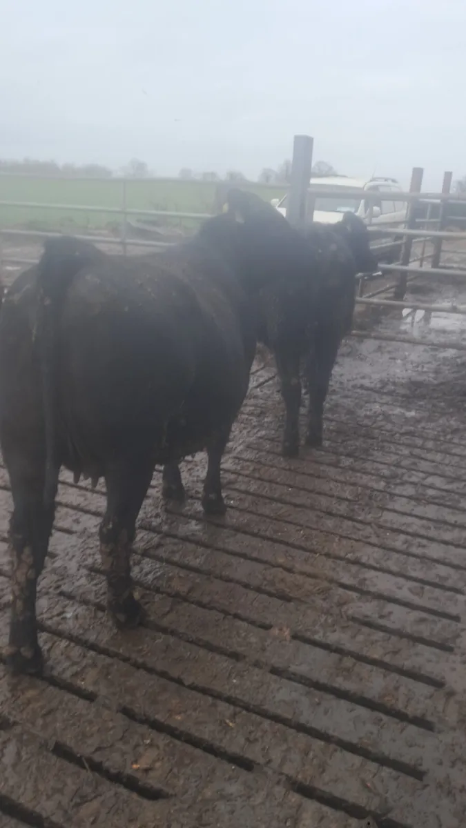 Incalf heifers - Image 2