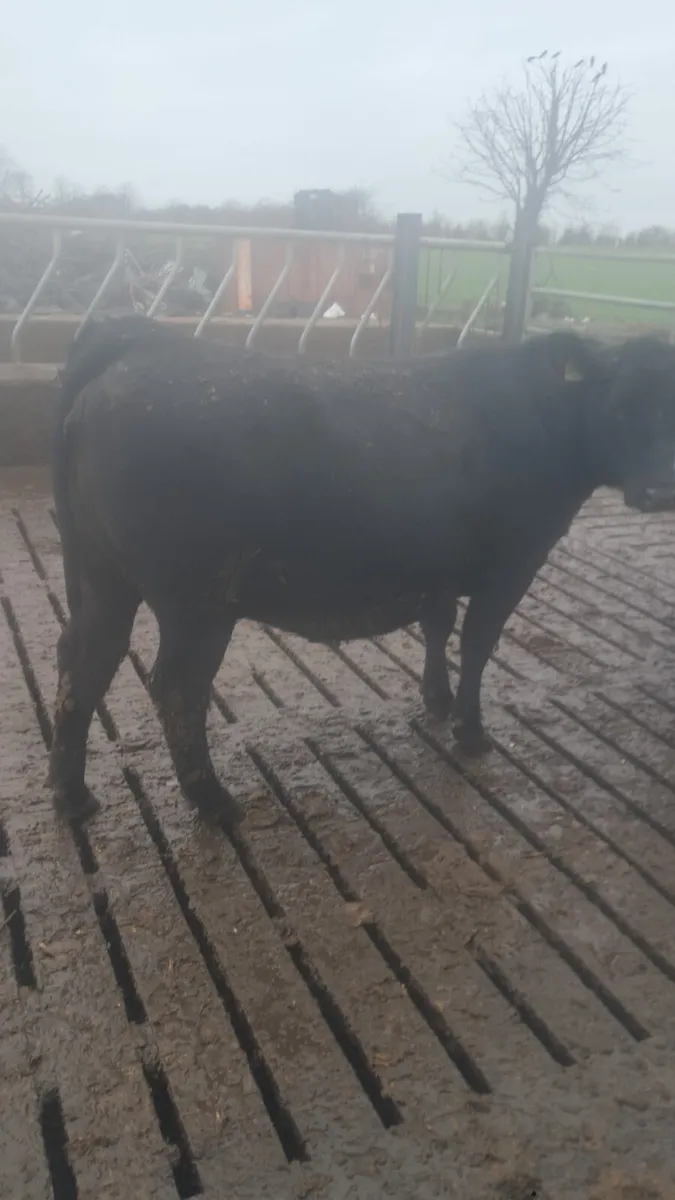 Incalf heifers - Image 1