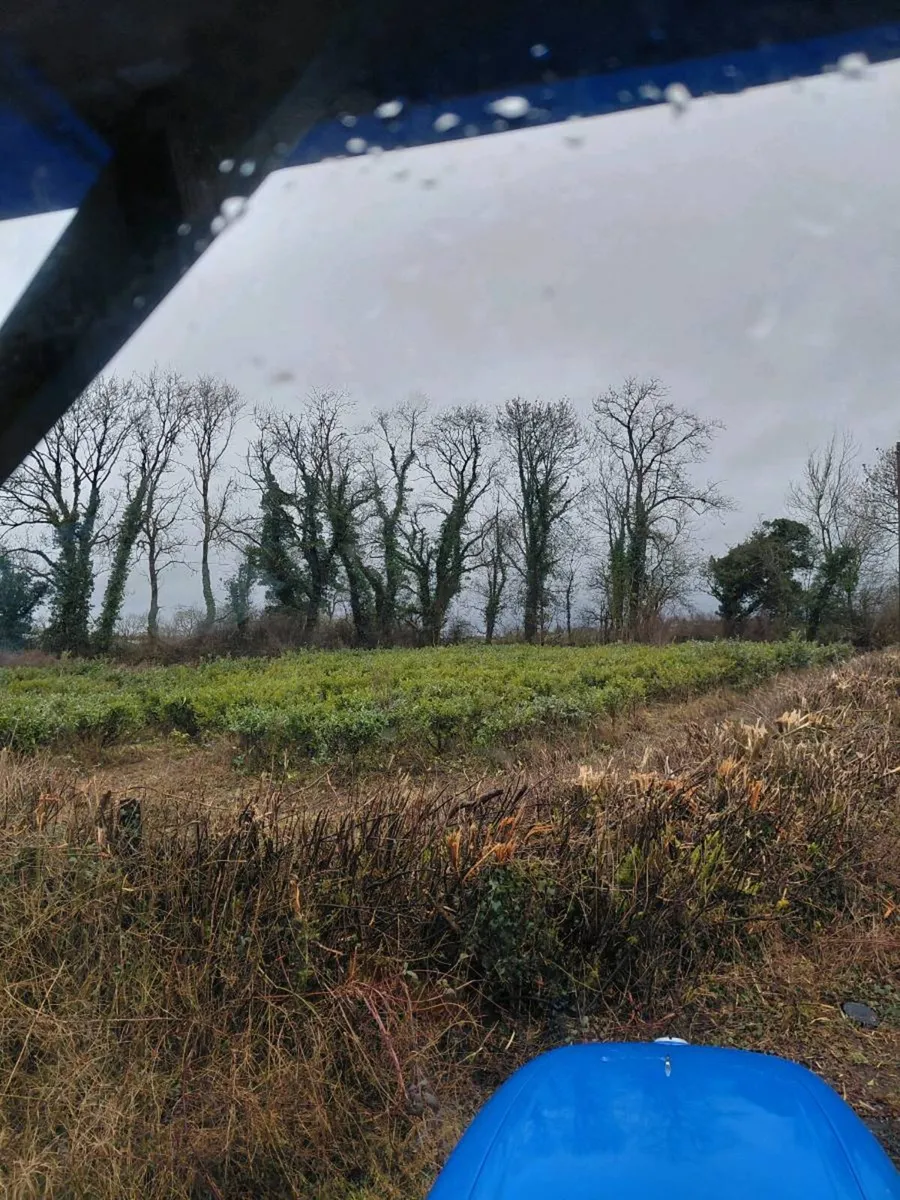 Laurel hedging mature - Image 1
