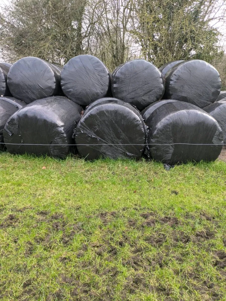 Silage - Image 1