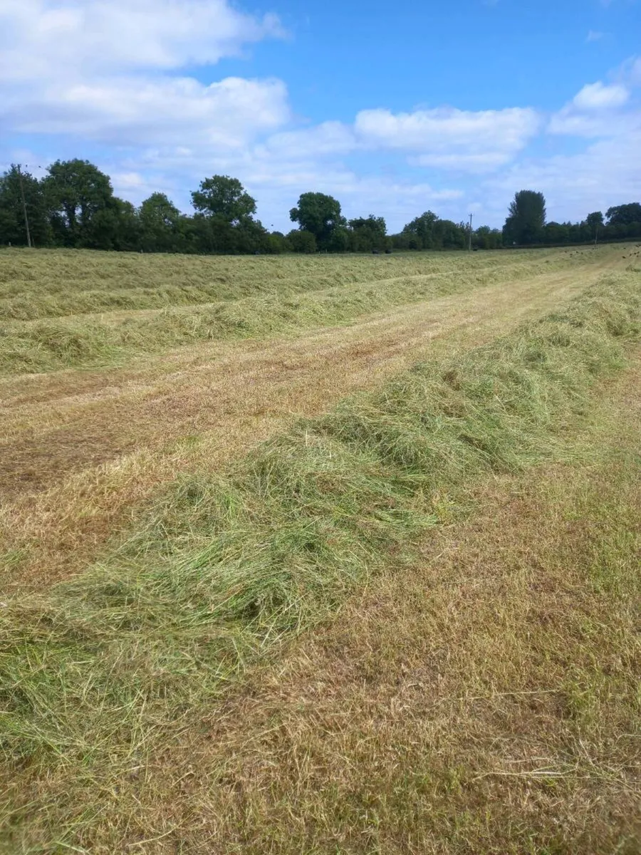 Silage - Image 3