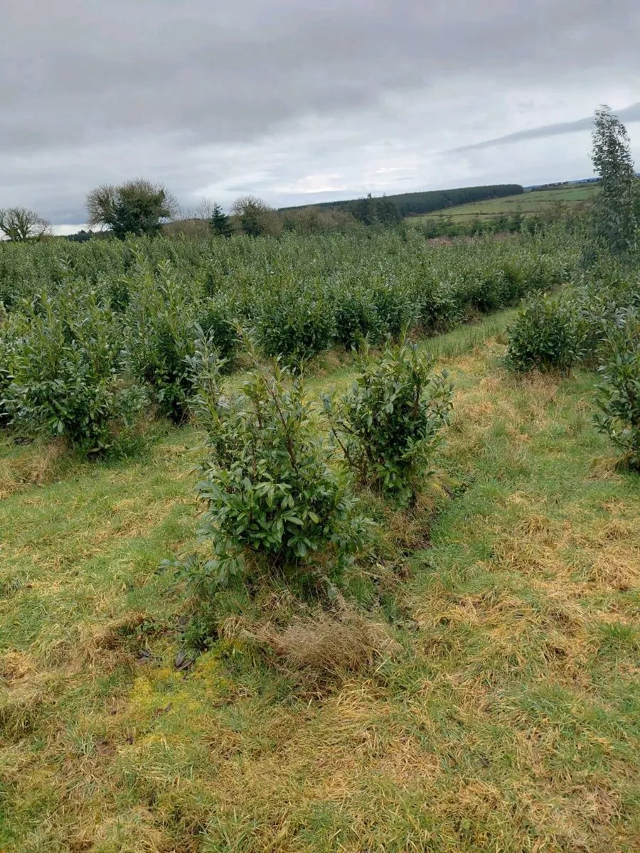 Laurel hedging mature - Image 2