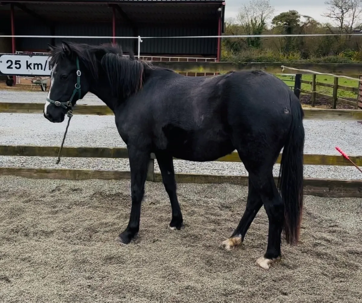 QUALITY YOUNG SJI / PC PONY - Image 2