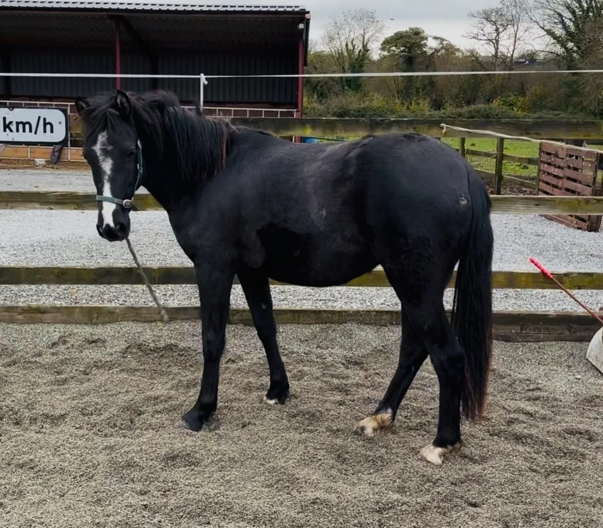 QUALITY YOUNG SJI / PC PONY - Image 3