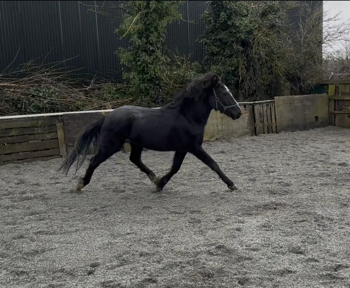 QUALITY YOUNG SJI / PC PONY - Image 4