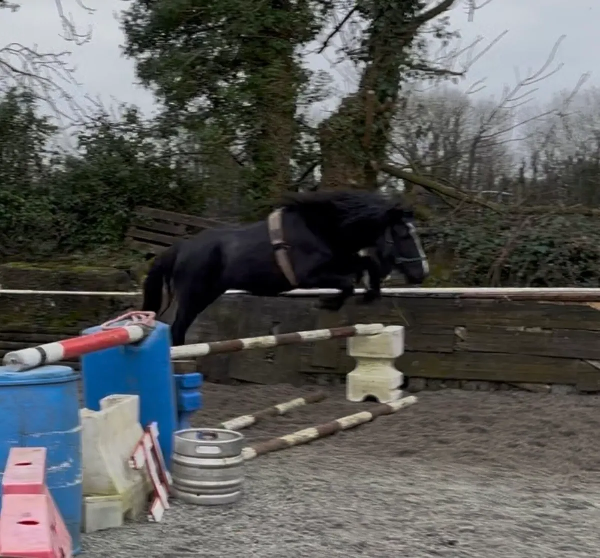 QUALITY YOUNG SJI / PC /IPS PONY - Image 3