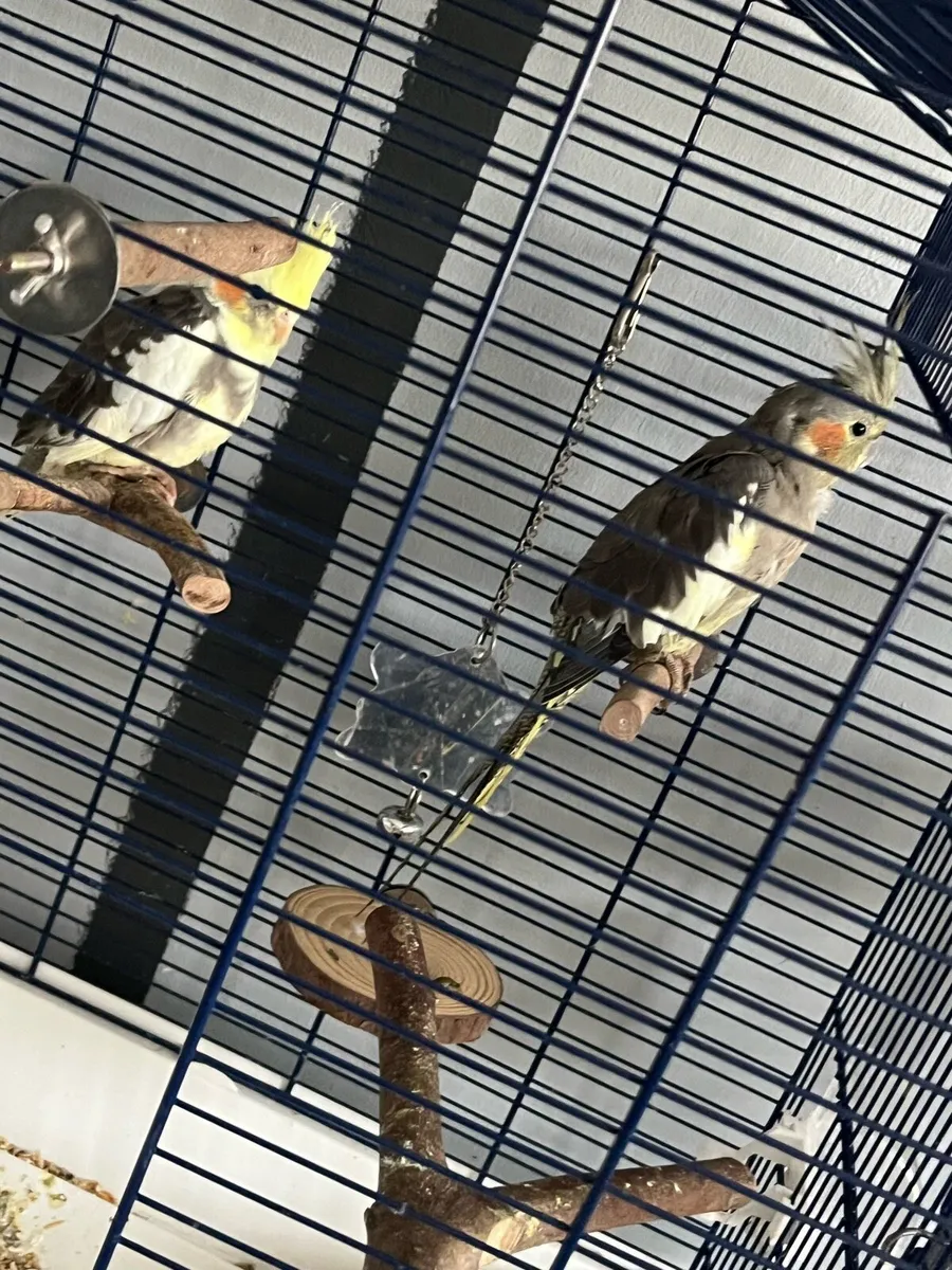 Cockatiels - Image 1