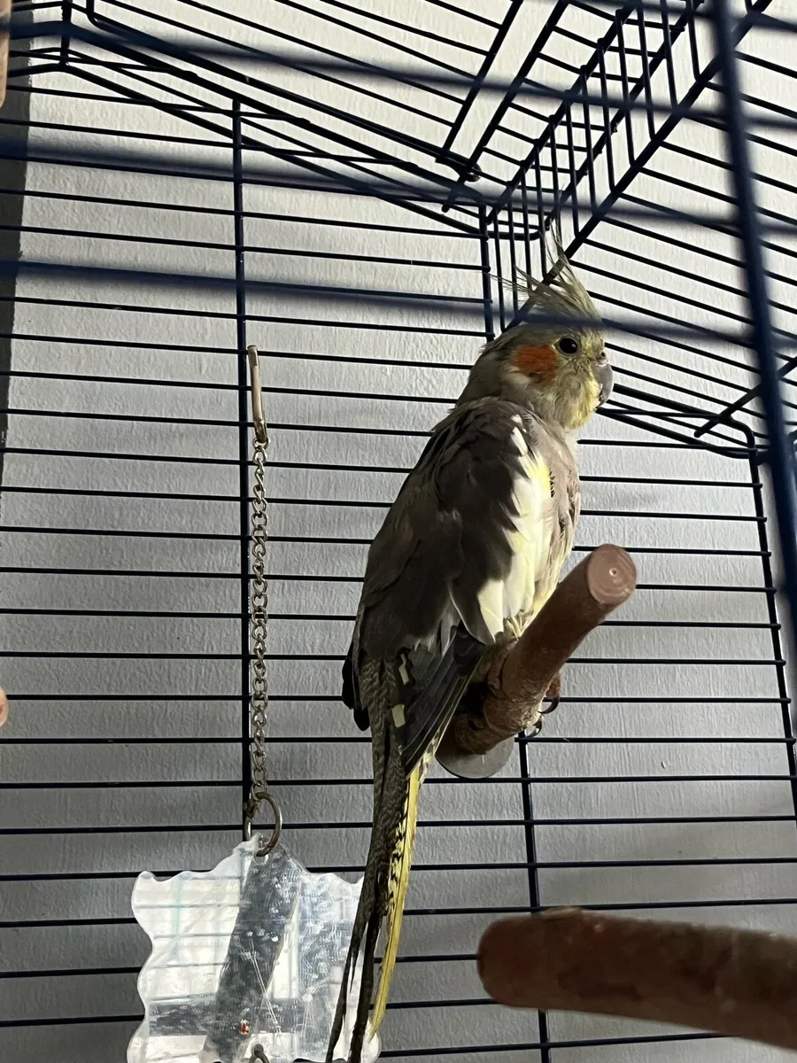 Cockatiels - Image 2