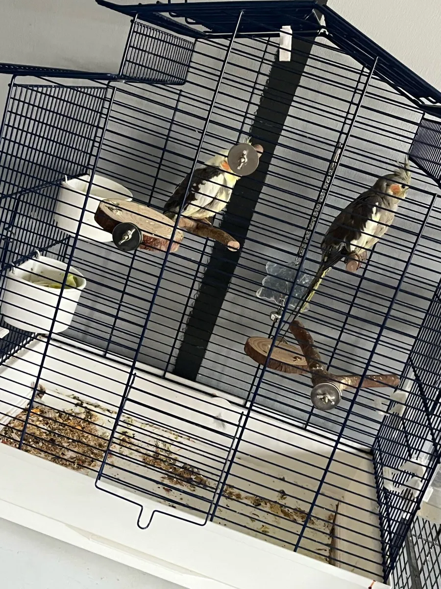 Cockatiels - Image 3