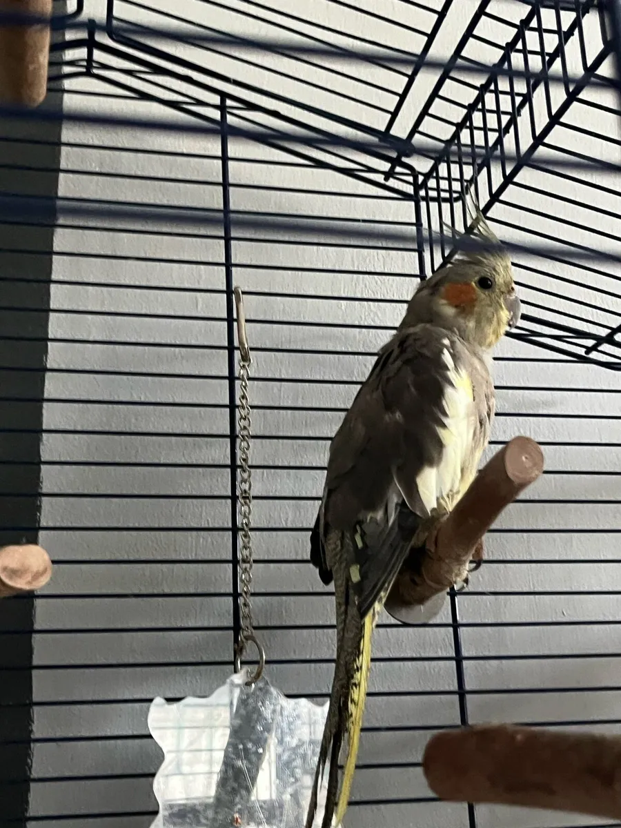 Cockatiels - Image 4