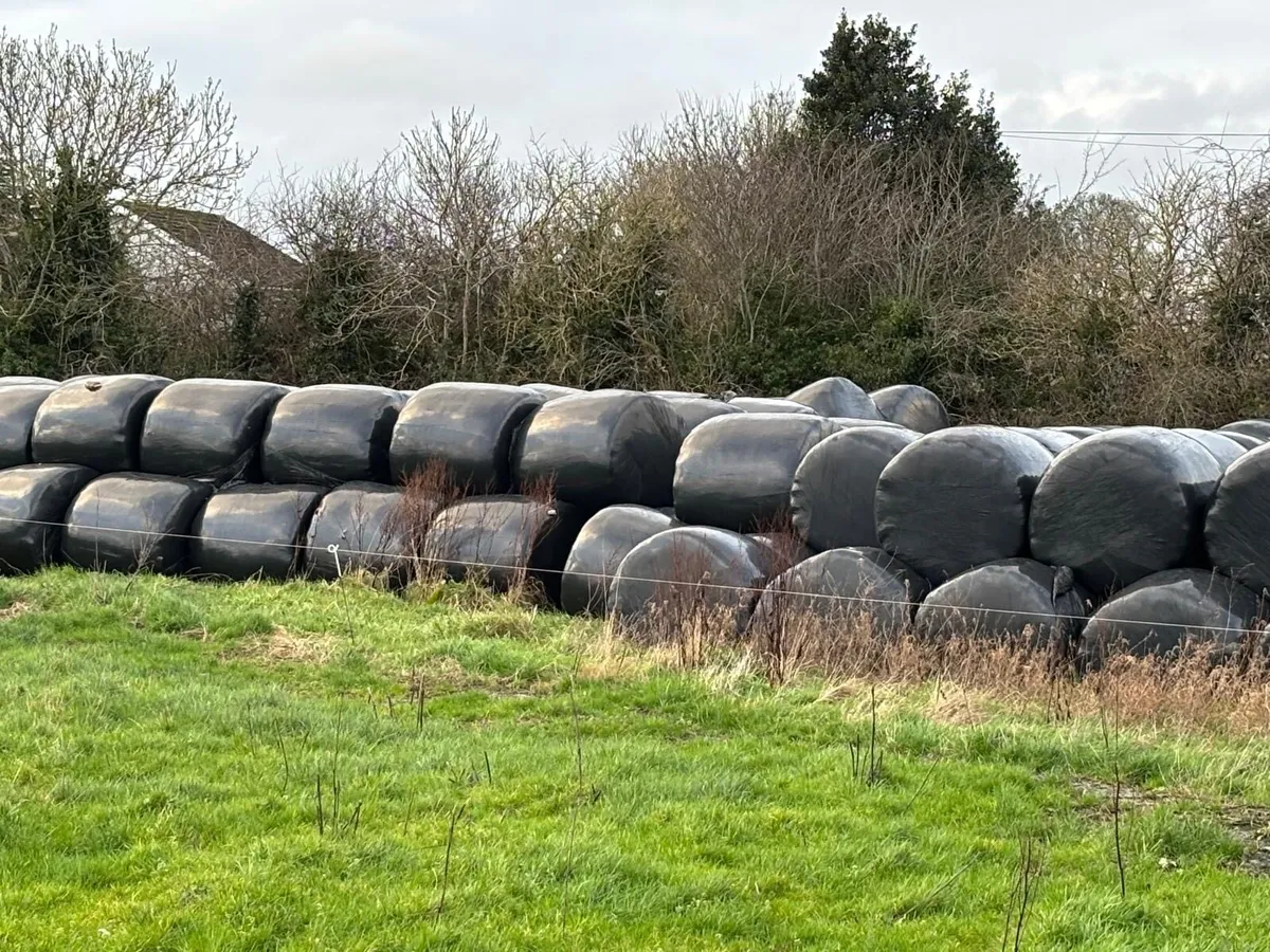 Silage bales - Image 2