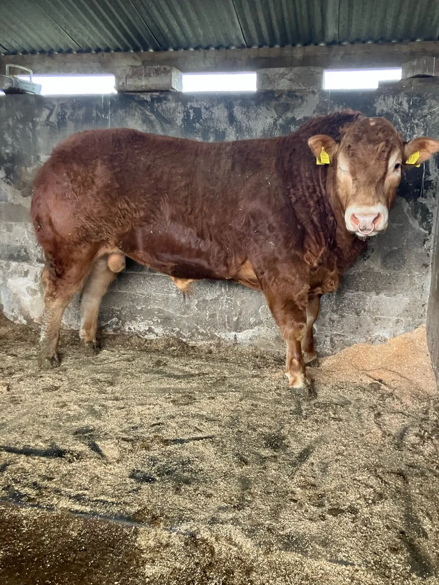 Pedigree Limousin bull - Image 2