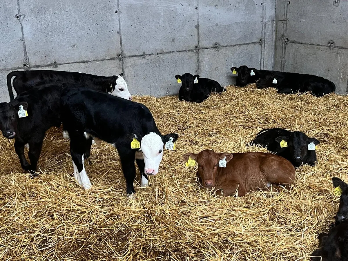 Calves - Image 1