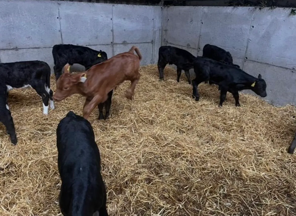 Calves - Image 2