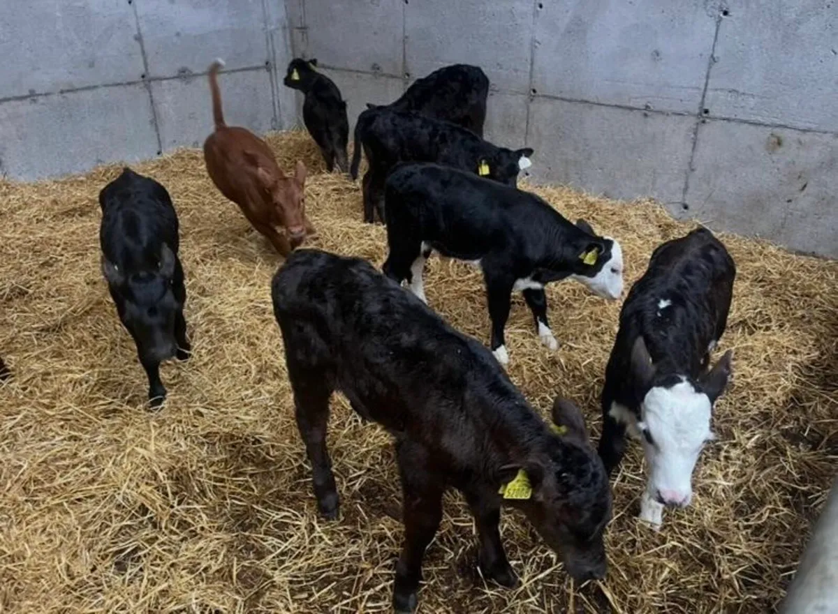 Calves - Image 3