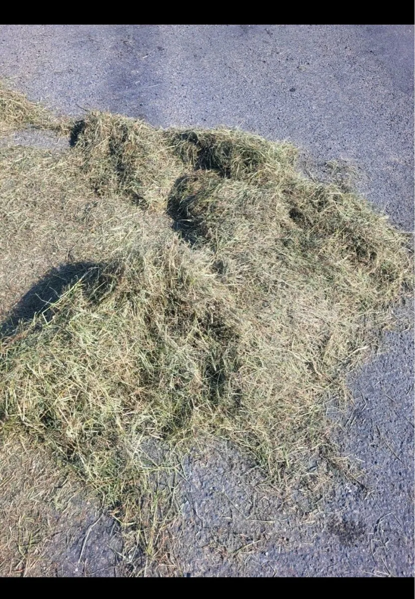 Silage and Haylage for sale - Image 3