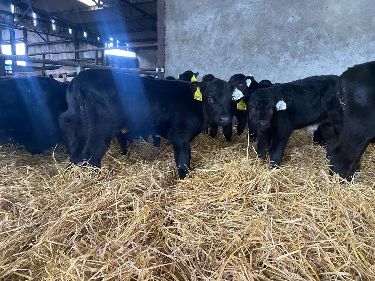Angus bull calves - Image 1