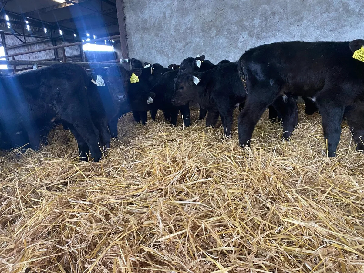 Angus bull calves - Image 2