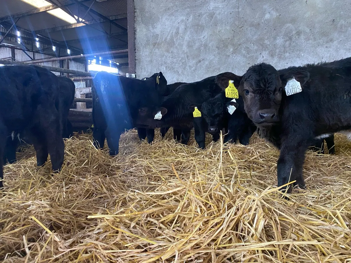 Angus bull calves - Image 3
