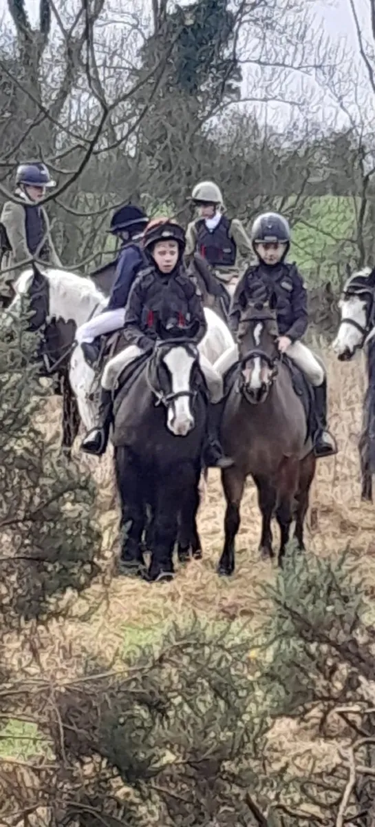 Hunting Pony - Image 2