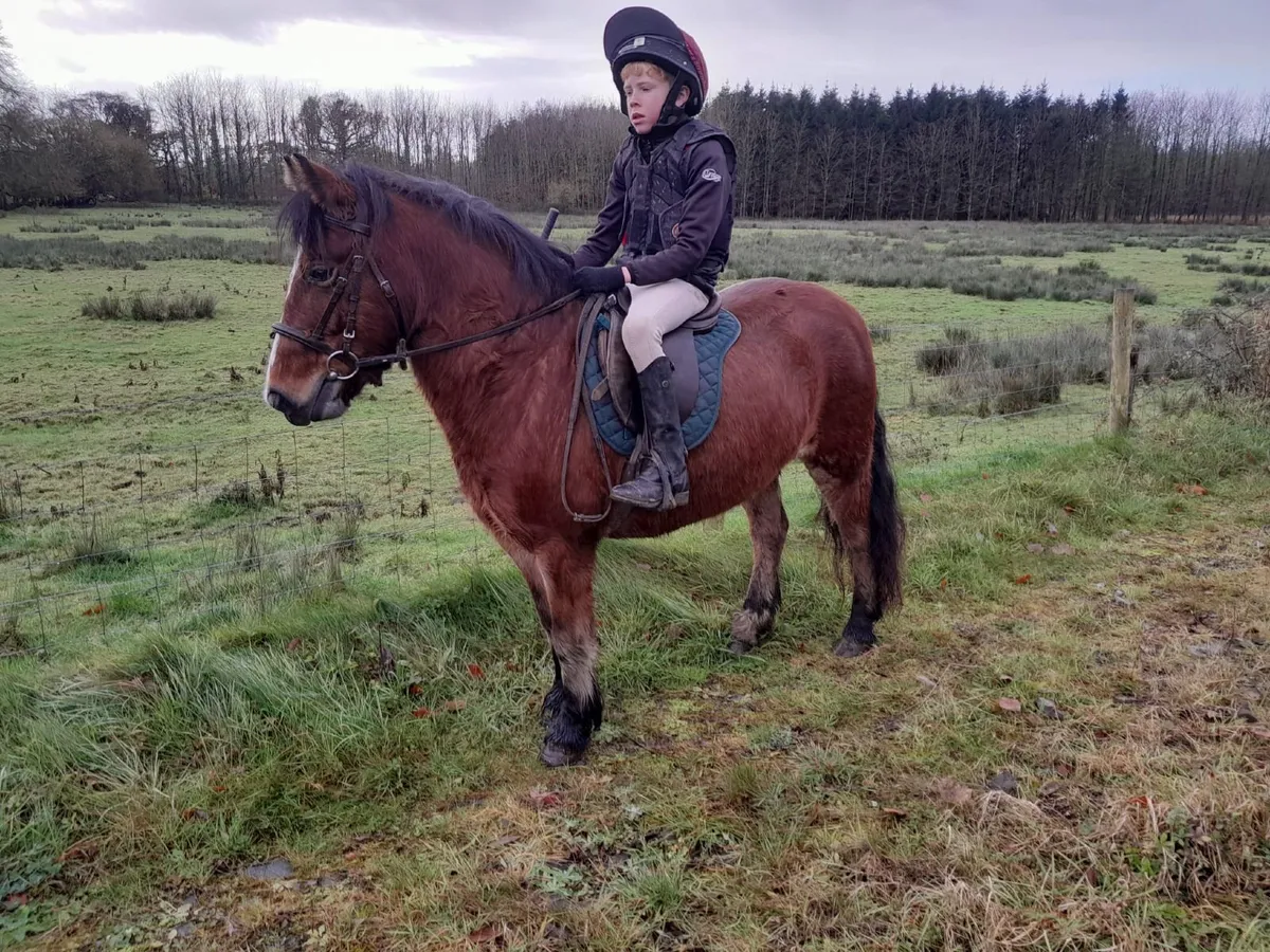 Hunting Pony - Image 1