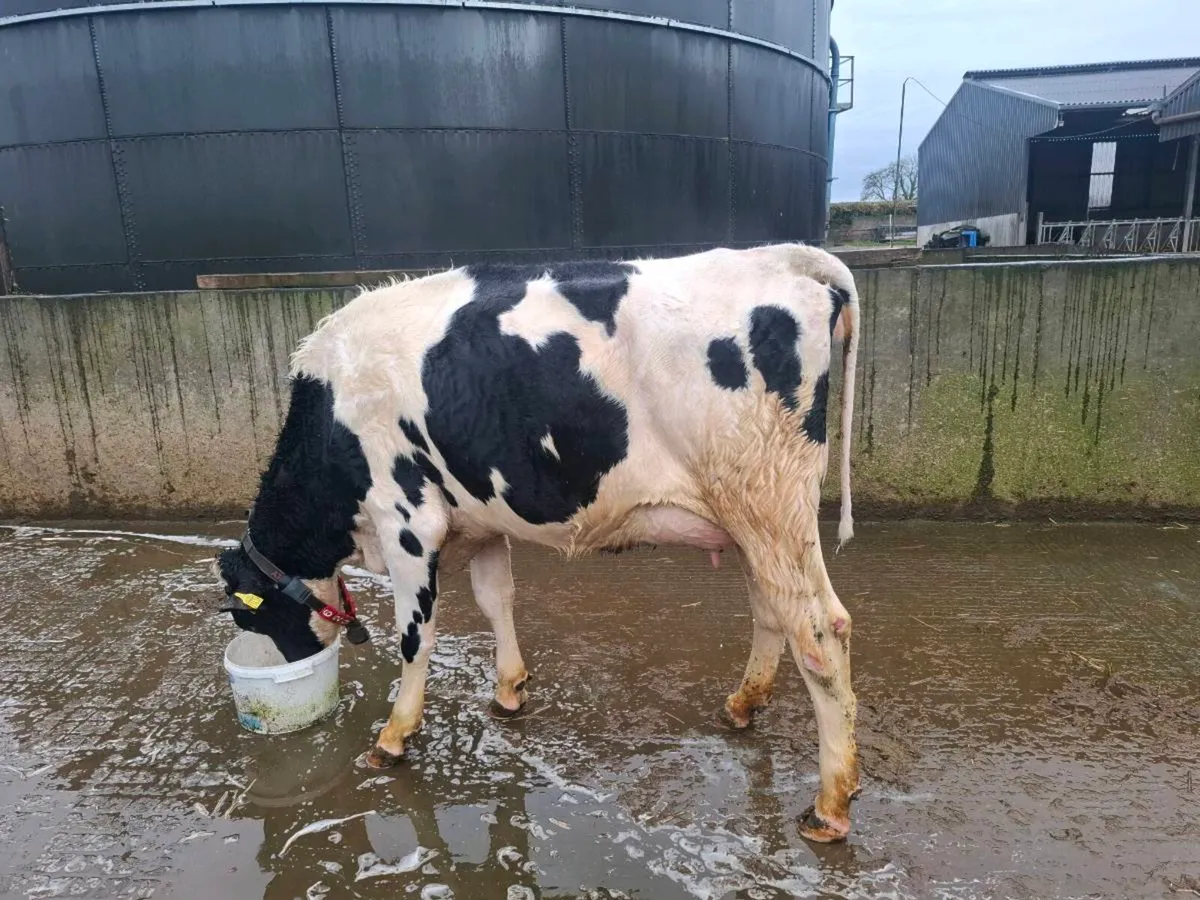 Freshly calved heifers - Image 1