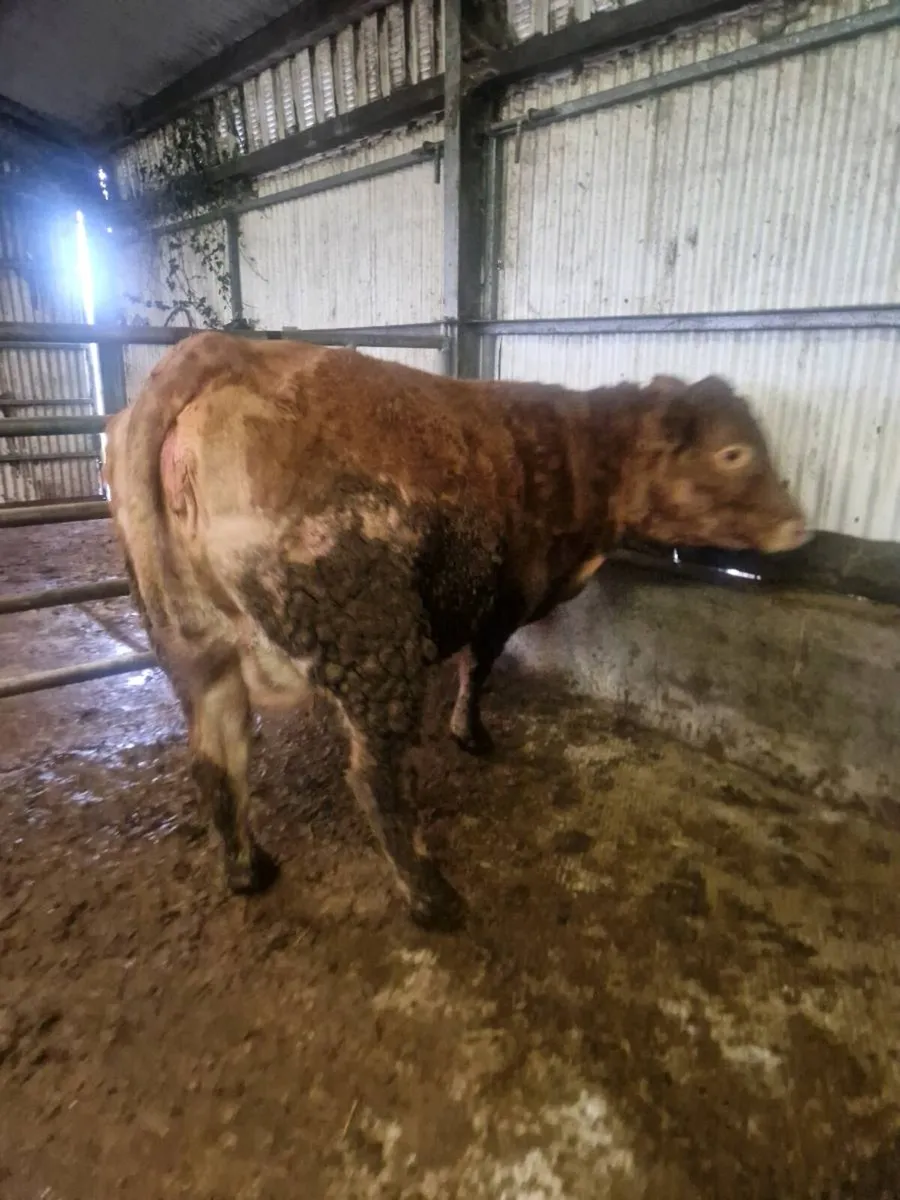 3 springers calving this week - Image 2