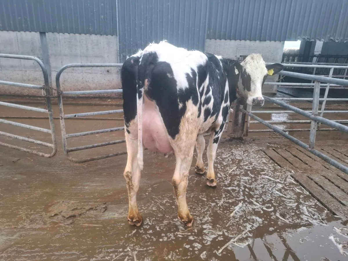 Freshly calved heifers - Image 2